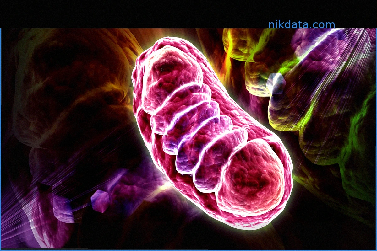 Excess RNA Starves Cells of Energy, New Study Reveals