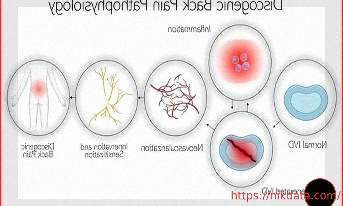 Scientists Discover Hormone That May Stop Chronic Back Pain at its Source