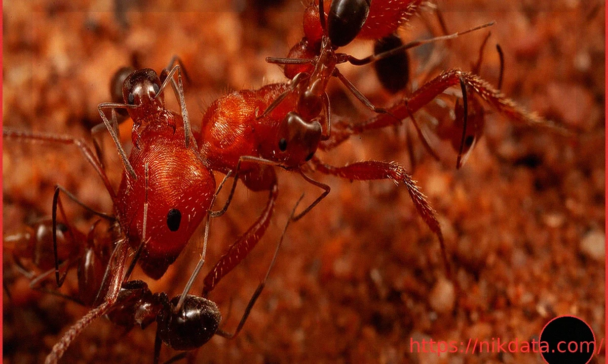 Ученые обнаружили «муравьев-чистильщиков», которые ухаживают за гигантскими муравьями в пустыне Аризоны