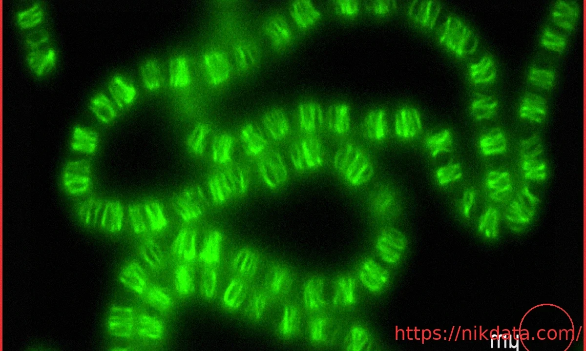 Cyanobacteria Repurpose DNA Machinery to Shape Cells, Stunning Scientists